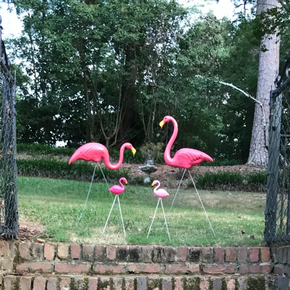 Meet your Posher, Jennie mae - Picture 1 of 1